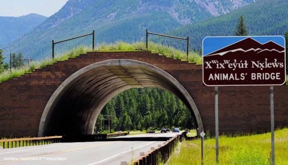How do wildlife know to use animal bridges and crossings