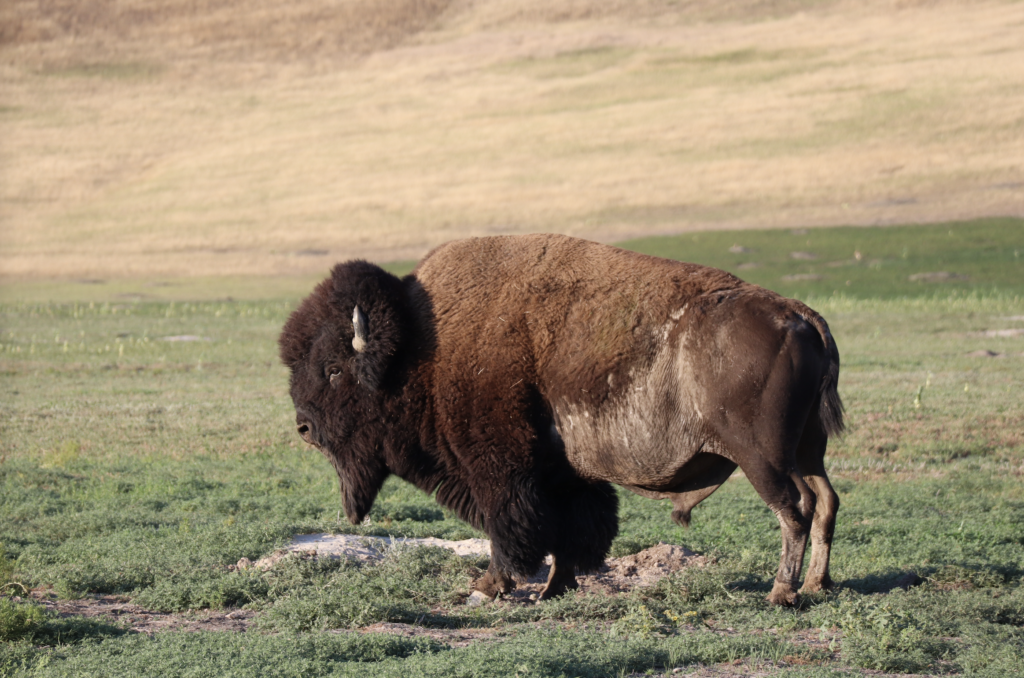 Can Bison Shape the Prairie?—Ross Martin – Ucross High Plains Stewardship  Initiative @Yale F&ES