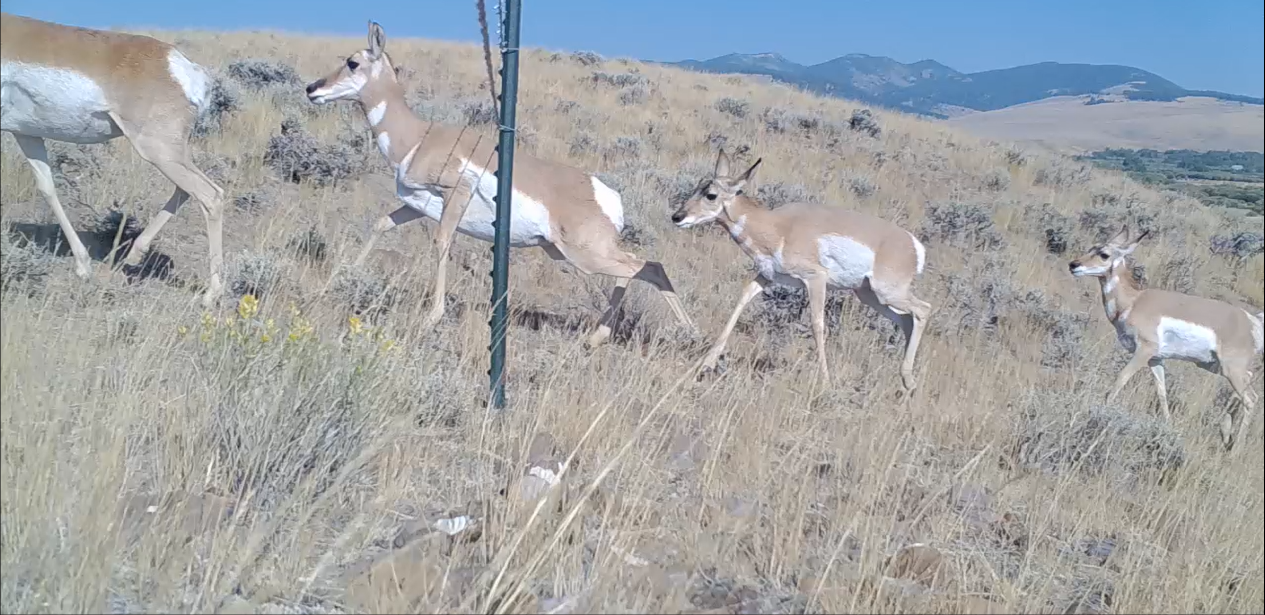 Pronghorn in Montana landscape